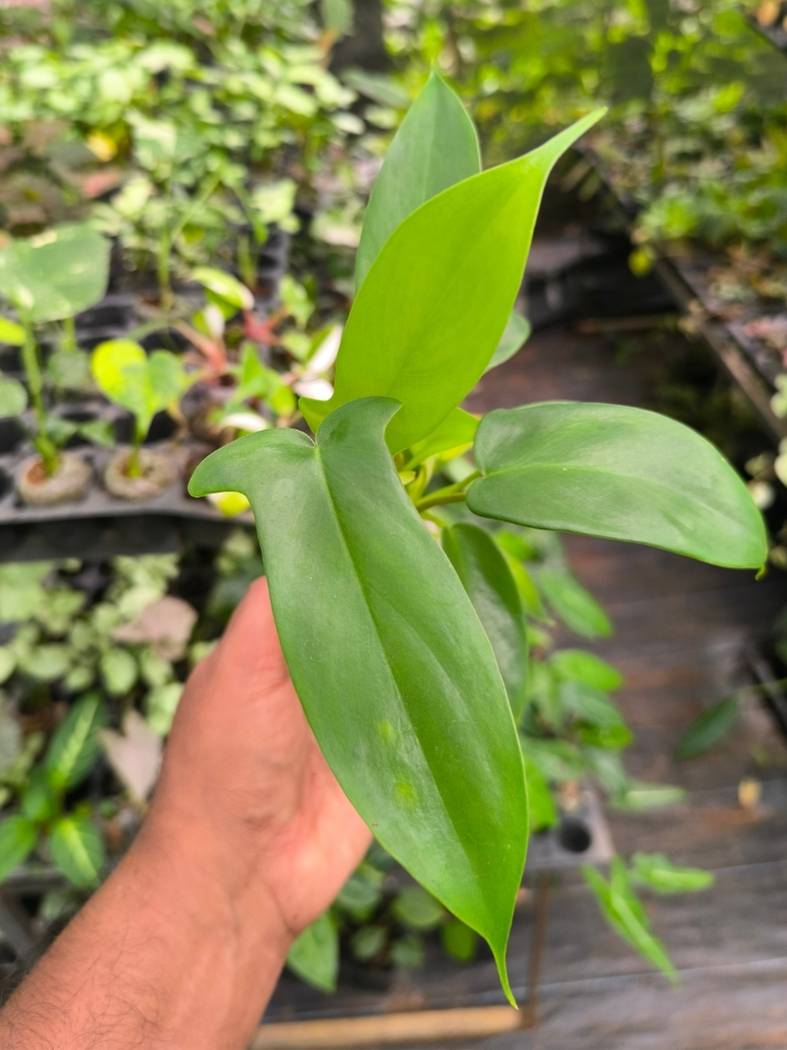 philodendron florida beauty tissue culture Florida Beauty Green (Tissue Culture Plant in Jiffy Bag) – vridhigarden