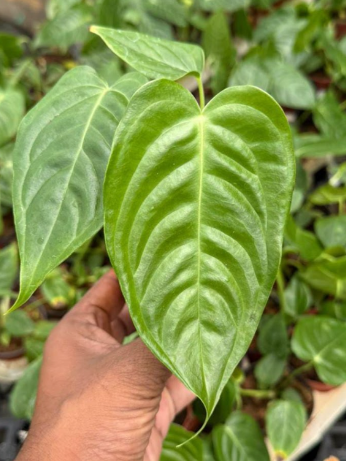 Foliage Anthurium King Veitchii – vridhigarden