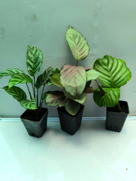 Calathea Combo 799-Orbifolia+Freddie+Silver Plate (Well Rooted Plants Without Pot)