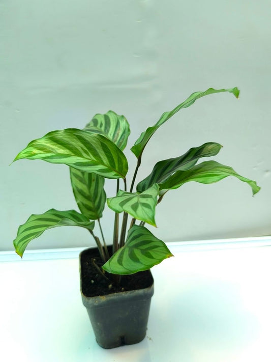Calathea Freddie (Well Rooted Plant Without Pot)