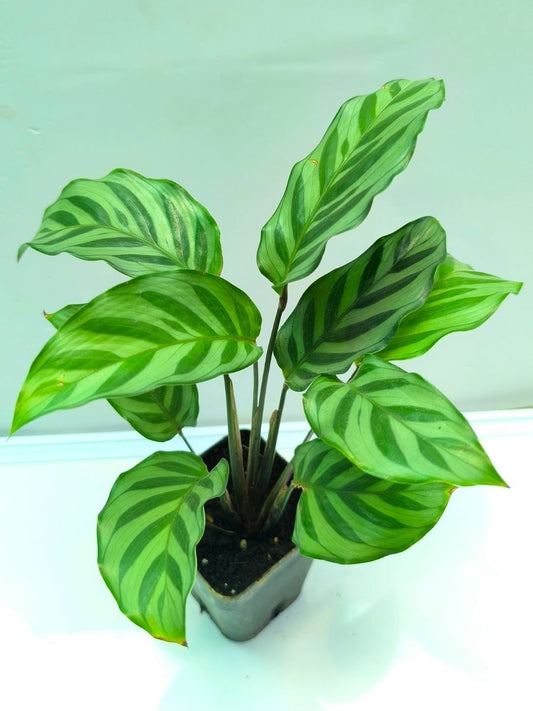 Calathea Freddie (Well Rooted Plant Without Pot)