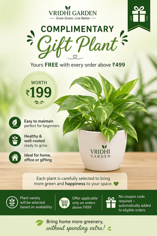 Gift Plant
