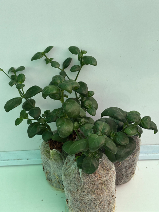 Bubble Plant (Set of Three) in Jiffy bags