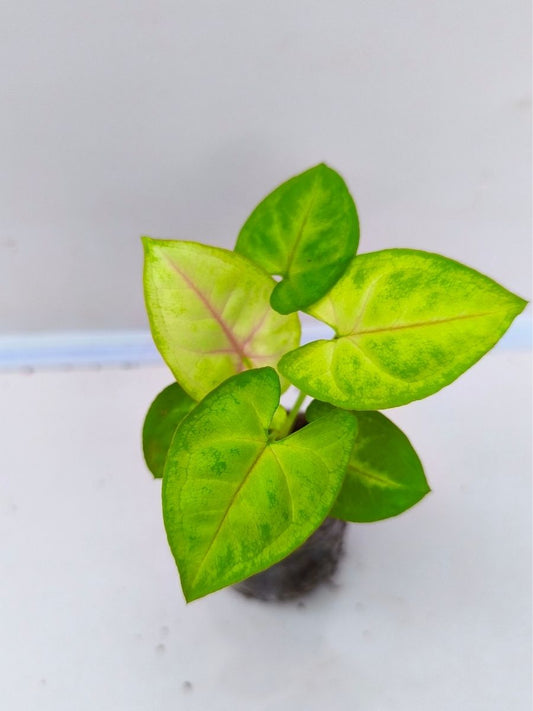 Syngonium 'Gold Allusion' (Tissue Culture Plant in Jiffy Bag)