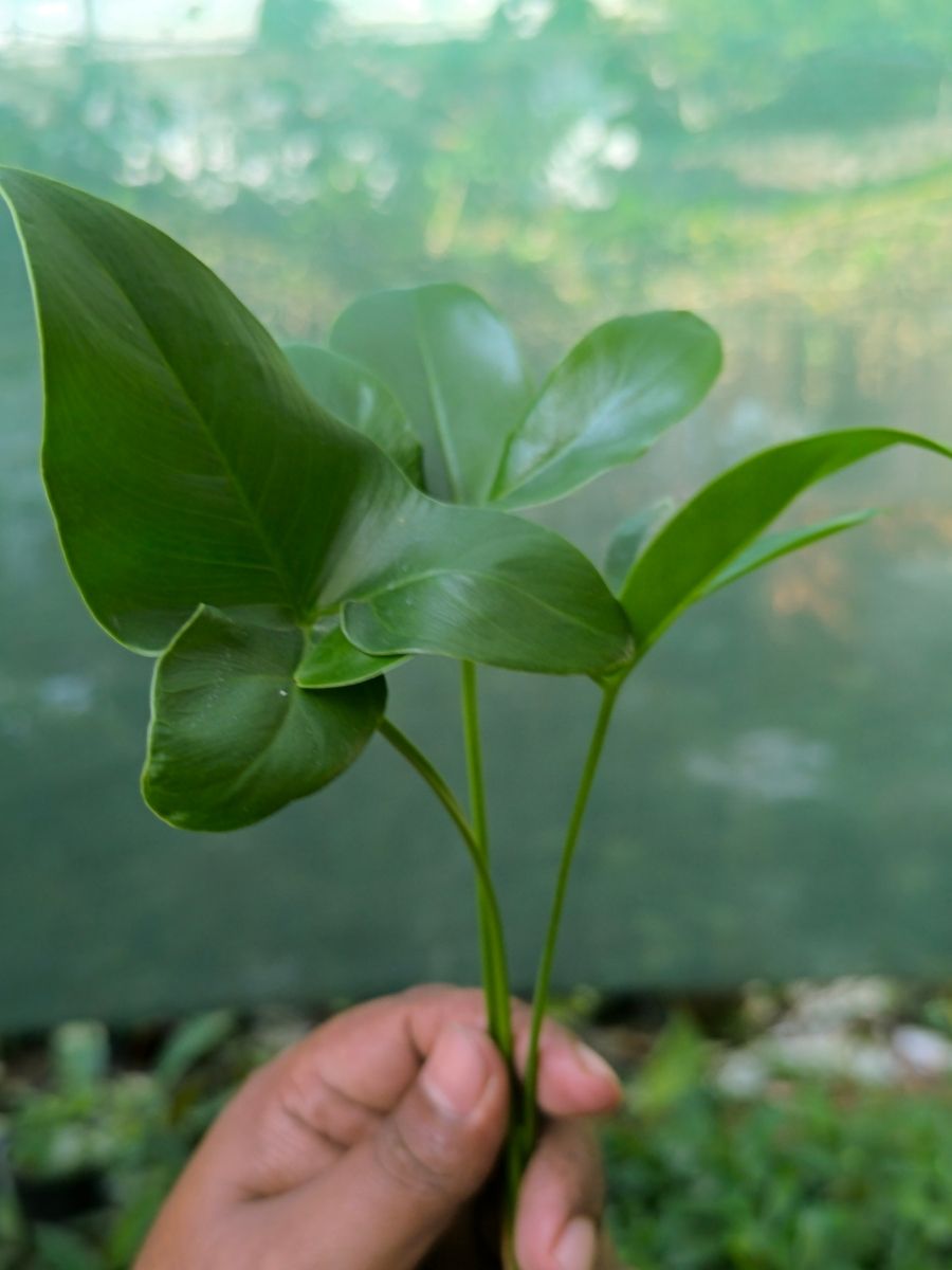 philodendron goldi Philodendron Goldie ( Tissue Culture Plant in Jiffy Bag) – vridhigarden
