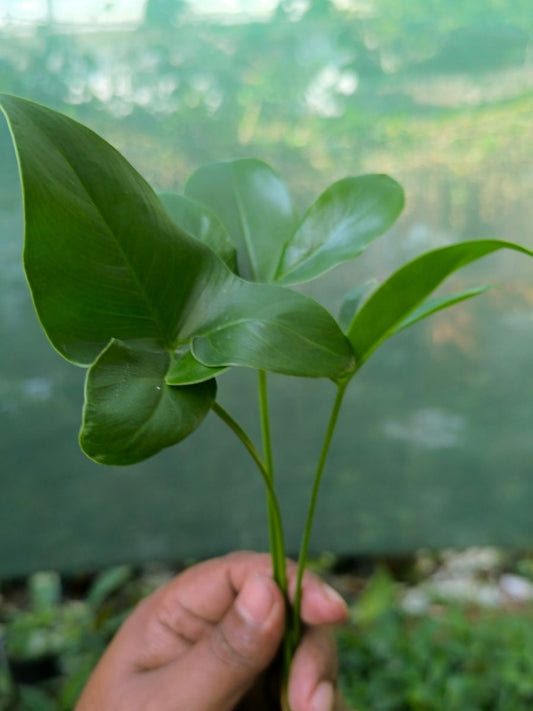 Philodendron Goldie ( Tissue Culture Plant in Jiffy Bag)