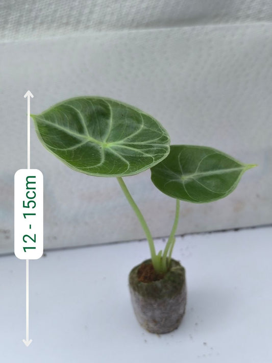 Alocasia Grandis (Tissue Culture Plant in Jiffy bag)