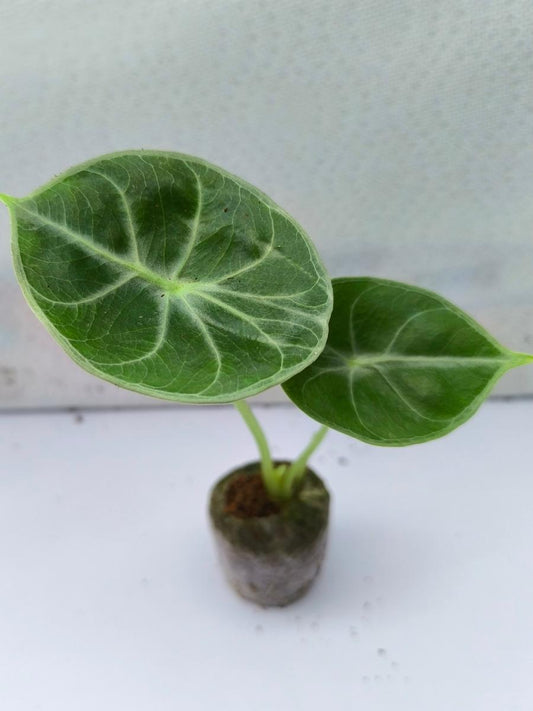 Alocasia Grandis (Tissue Culture Plant in Jiffy bag)