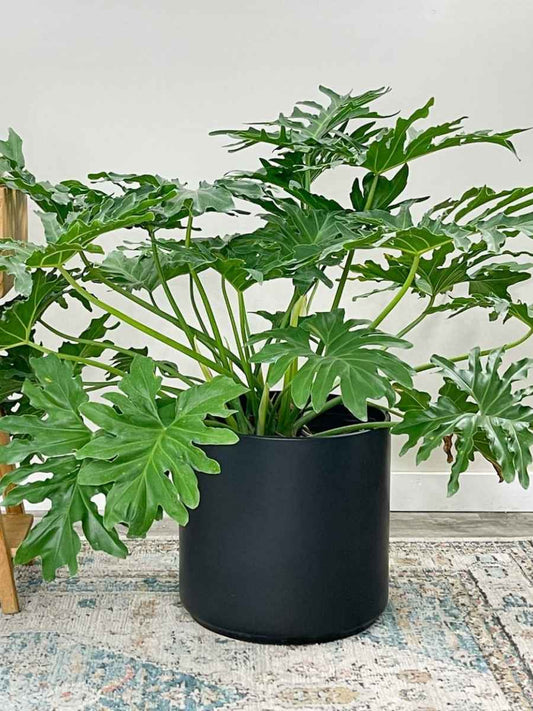 Philodendron Hope (Tissue Culture Plant in Jiffy bag)