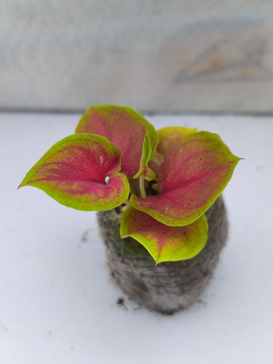 Caladium Hot Lips Thai Hybrid (Tissue Culture Plant with bulb in Jiffy bag)