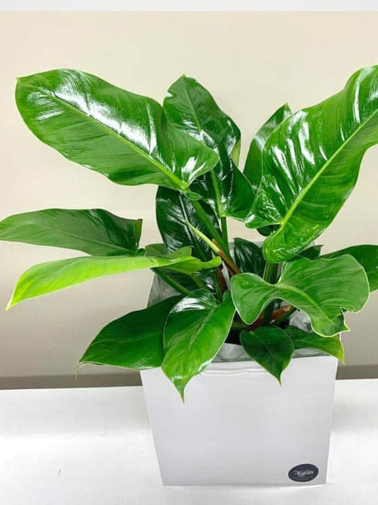 Philodendron Imperial Green ( Tissue Culture Plant in Jiffy bag)