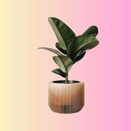 Garden Plants