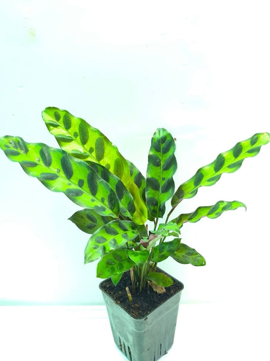 Calathea Insignis (Well Rooted Plant Without Pot)