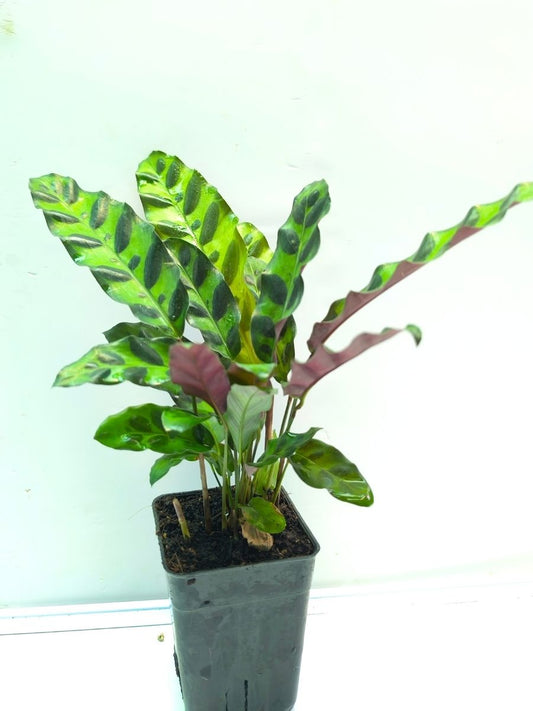 Calathea Insignis (Well Rooted Plant Without Pot)