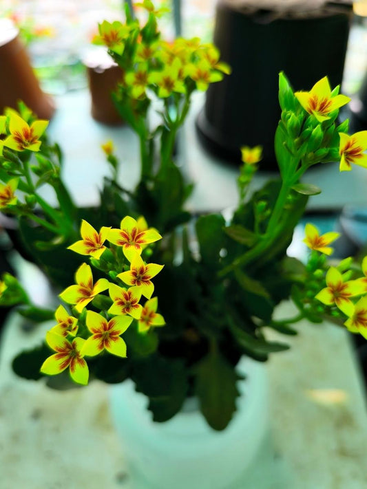 Kalanchoe Tiger Yellow Rooted Flowering Plant Without Pot