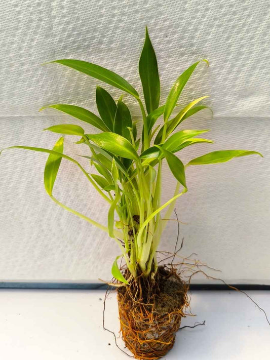 Philodendron Little Phil (Tissue Culture Plant in Jiffy bag)