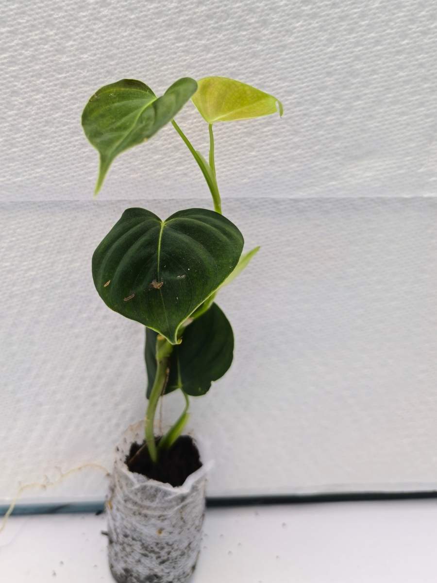 philodendron lupinum Philodendron Lupinum (Tissue Culture Plant in Jiffy bag) – vridhigarden