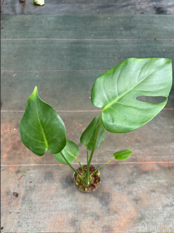 monstera deliciosa tauerii difference Monstera Tauerii (Well rooted Plant in 3 inch Pot) – vridhigarden
