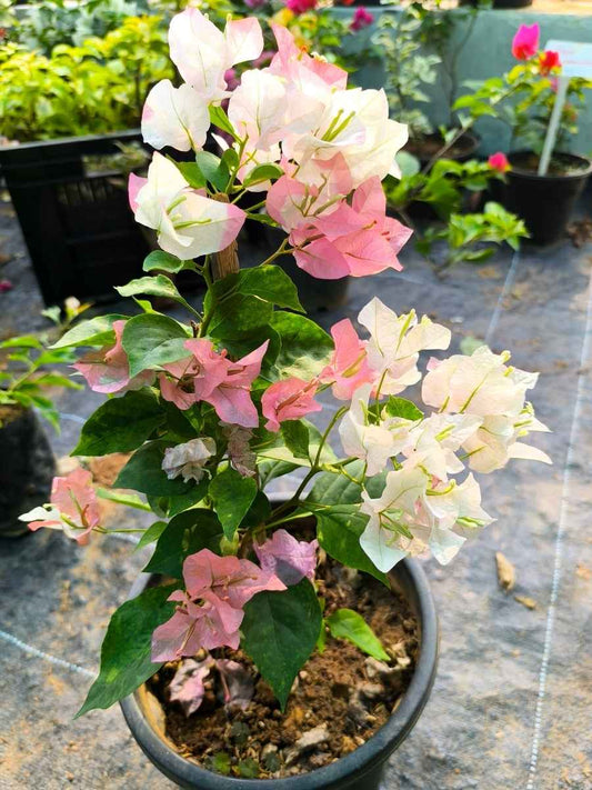 Bougainvillea Maharani Rooted Plant in Polybag