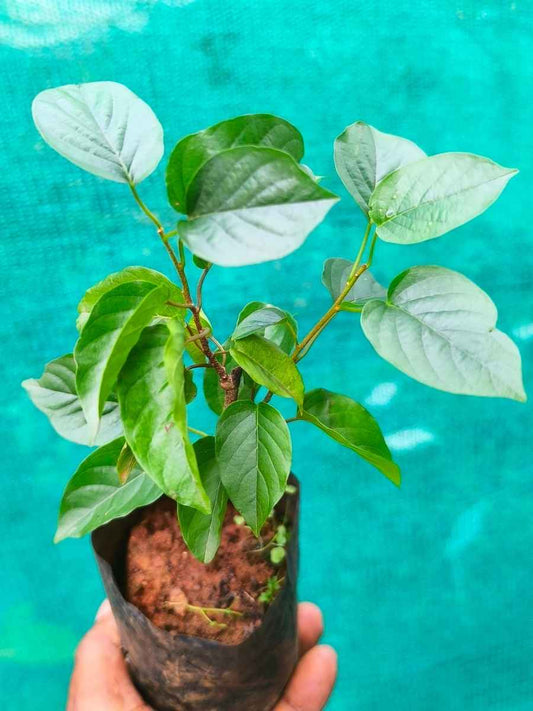 Manimulla (Rooted Plant in Nursery bag)