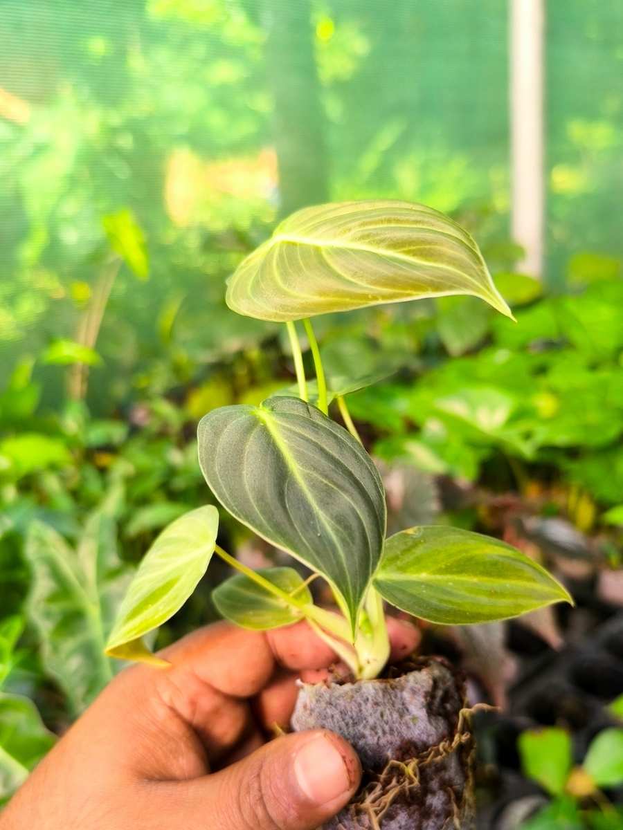 philodendron melanochrysum india Philodendron Melanochrysum (Tissue Culture Plant in Jiffy Bag) – vridhigarden