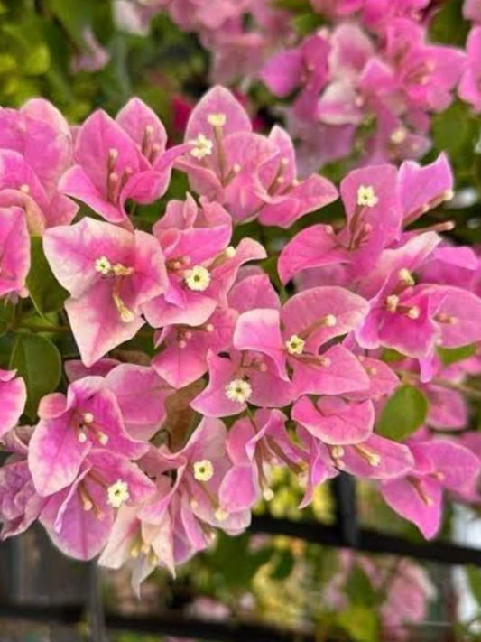Bougainvillea Miss World Rooted Plant in Polybag