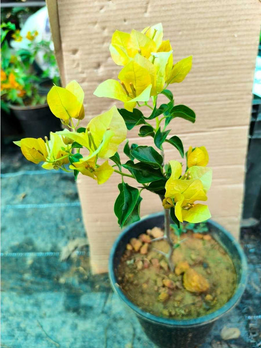 Bougainvillea Mona Lisa Yellow Rooted Plant in Polybag