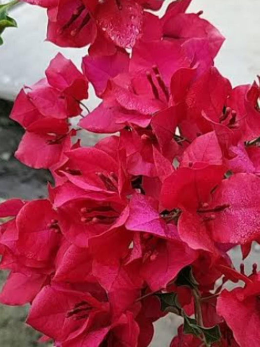 Bougainvillea Monalisa Red Rooted Plant in Polybag