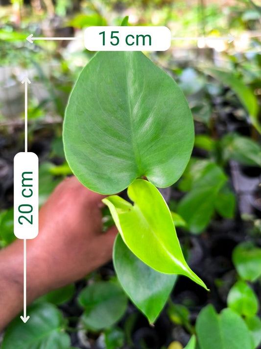 Monstera Deliciosa (Tissue Culture Plant in Jiffy bag)