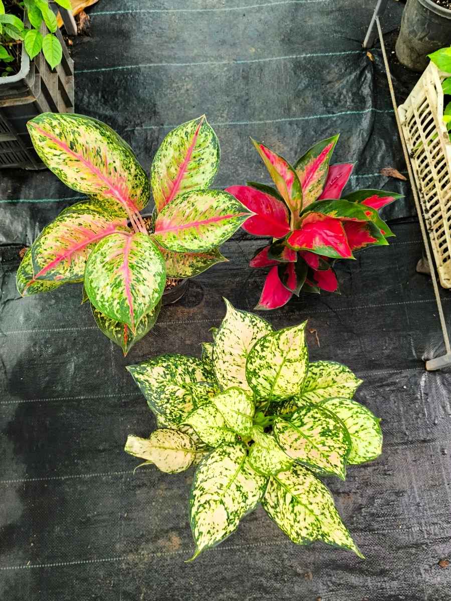 aglaonema eileen Aglaonema Mother Plant Combo 2222 Thailand Red,Ten Karat, Eileen Pink – vridhigarden