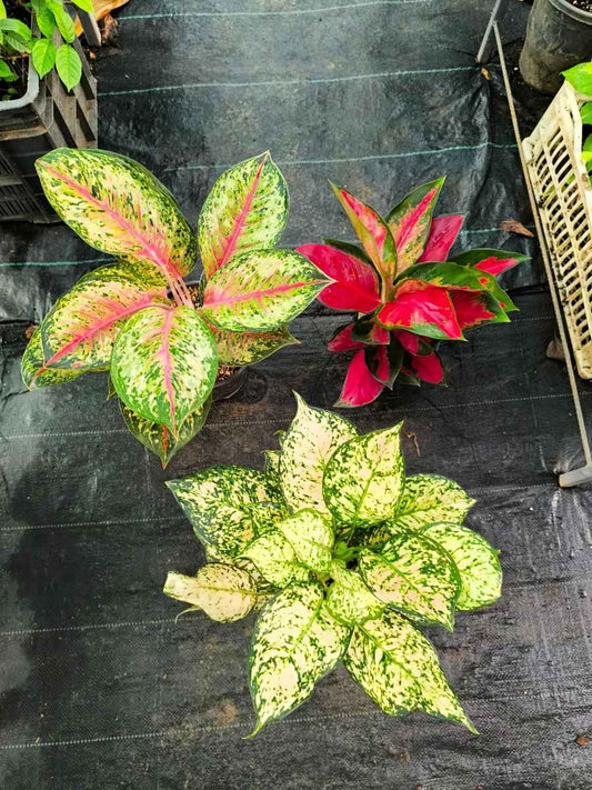 Aglaonema Mother Plant Combo 2222 Thailand Red,Ten Karat, Eileen Pink