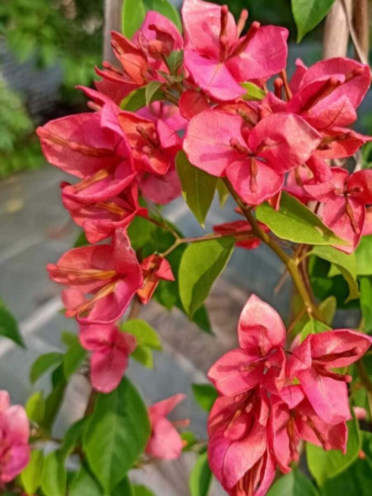 Bougainvillea Orange Tanglong Rooted Plant in Polybag