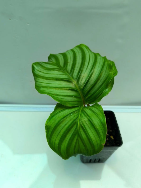 Calathea Orbifolia (Well Rooted Plant Without Pot)