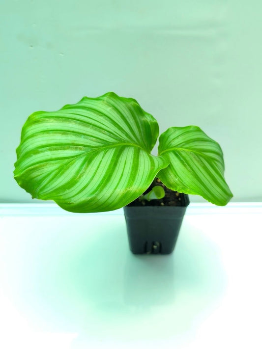 Calathea Orbifolia (Well Rooted Plant Without Pot)