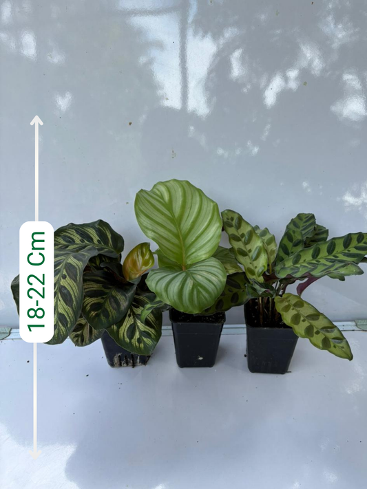 Calathea Combo 899-Orbifolia+Makoyana+Insignis (With Pot)