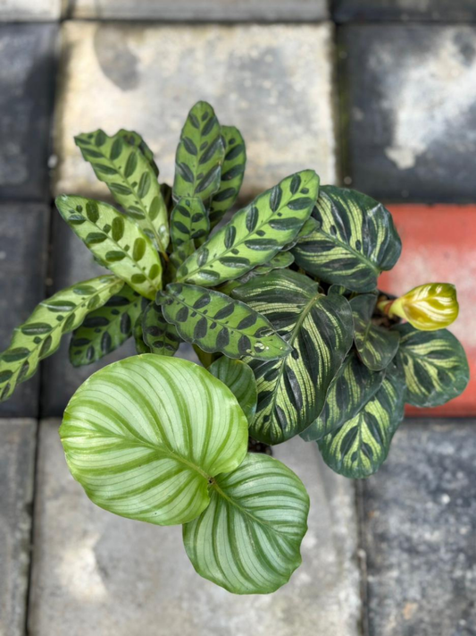 Calathea Combo 899-Orbifolia+Makoyana+Insignis (With Pot)