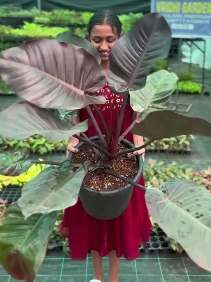 wholesale philodendron plugs Philodendron Black Cardinal (Tissue Culture Plant in Jiffy Bag) – vridhigarden