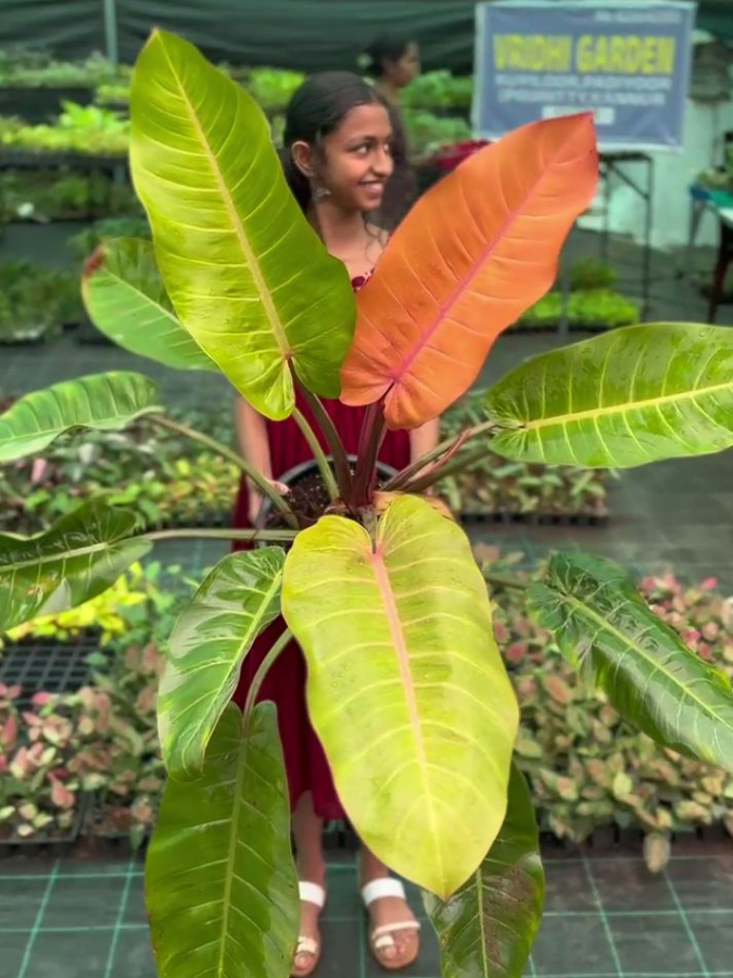 philodendron big splendor Philodendron Orange Splendor (Tissue Culture Plant in Jiffy Bag) – vridhigarden