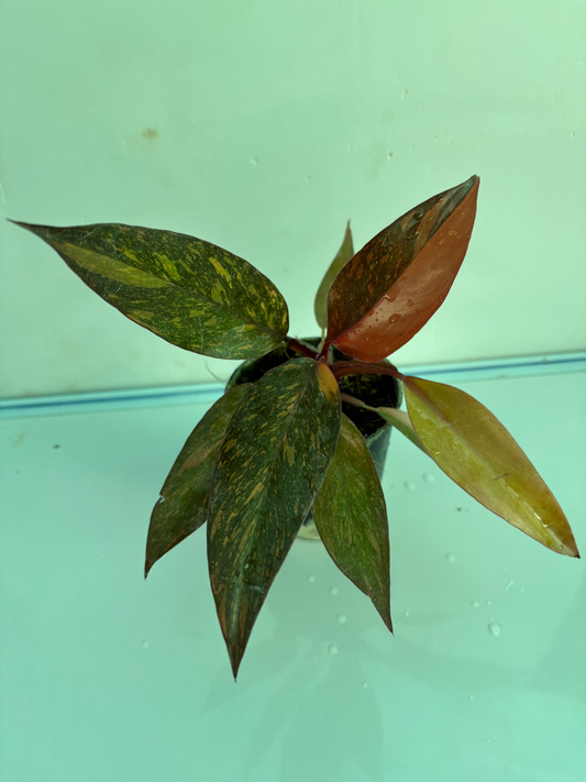 Philodendron Orange Princess Medium Sized Plant Without Pot