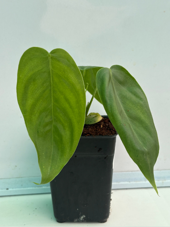 ph for philodendron Philodendron Sharoniae (Well rooted Plant in Jiffy bag) – vridhigarden