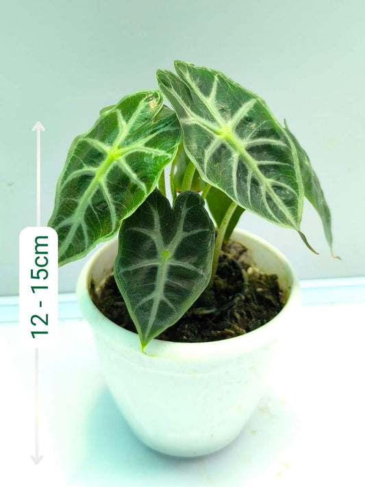Alocasia Parasol (Tissue Culture Plant in Jiffy bag)