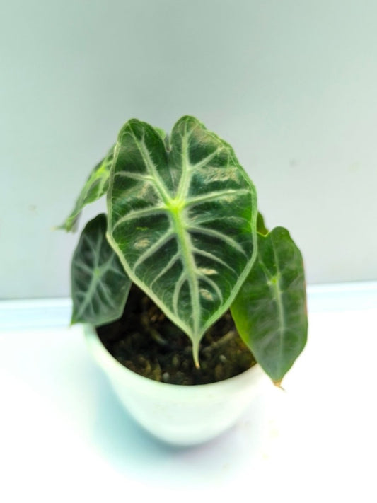 Alocasia Parasol (Tissue Culture Plant in Jiffy bag)