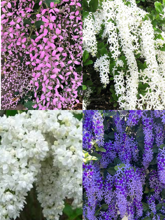 Flowering Plants Super Combo 555- Petrea Blue+Petrea White+Congea+Manimulla (In Poly And Jiffy Bags)