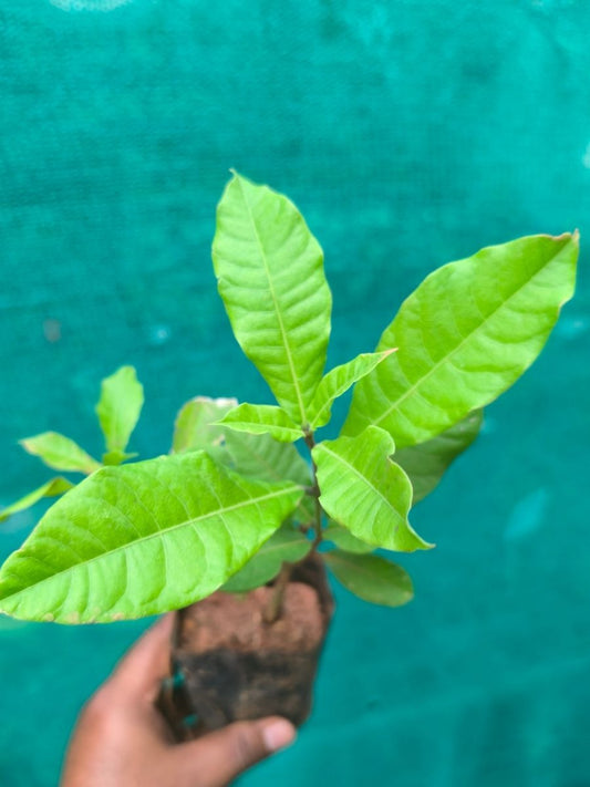 Petria Blue ( small rooted plant in nursery bag )
