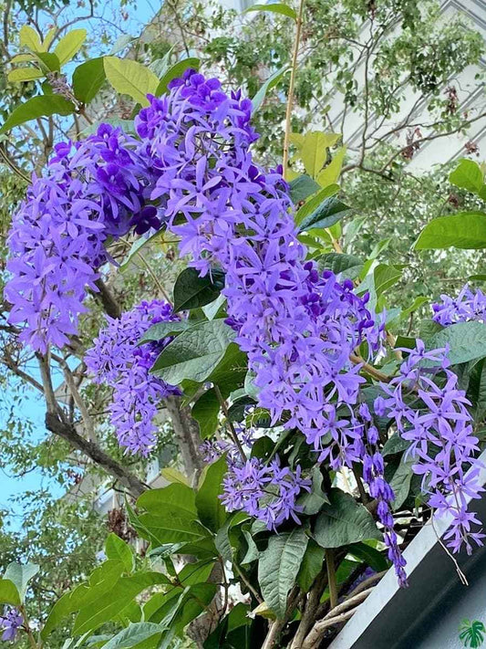 Petria Blue ( small rooted plant in nursery bag )