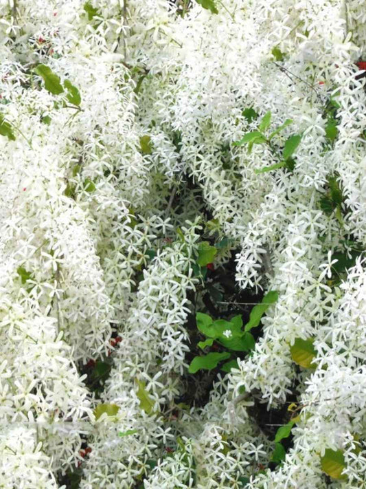 Petria White (Small rooted Plant in Poly bag)
