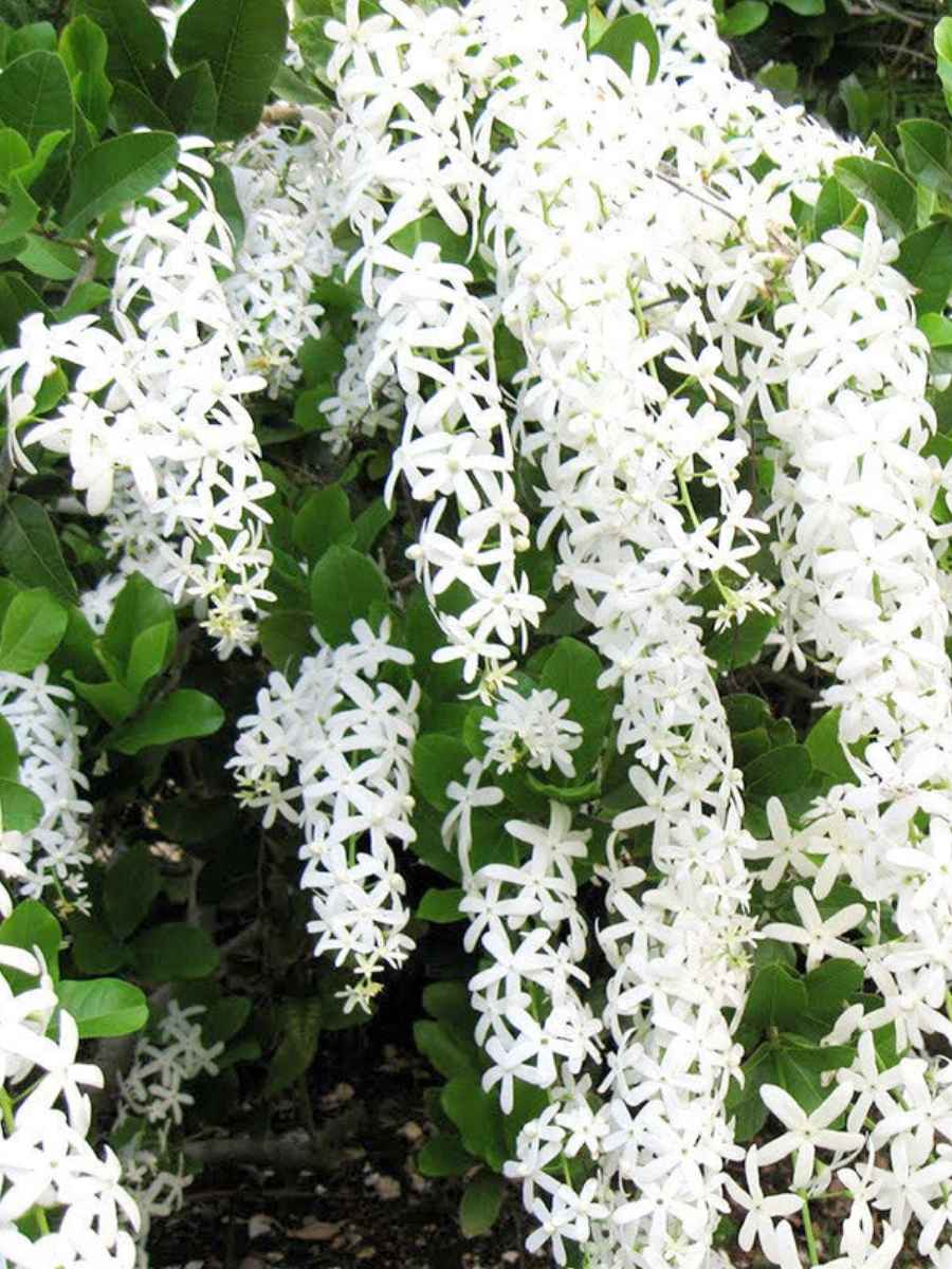 Petria White (Small rooted Plant in Poly bag) – vridhigarden