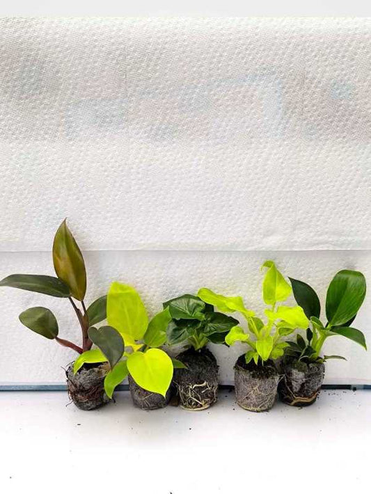 Philodendron Beginners 555 combo