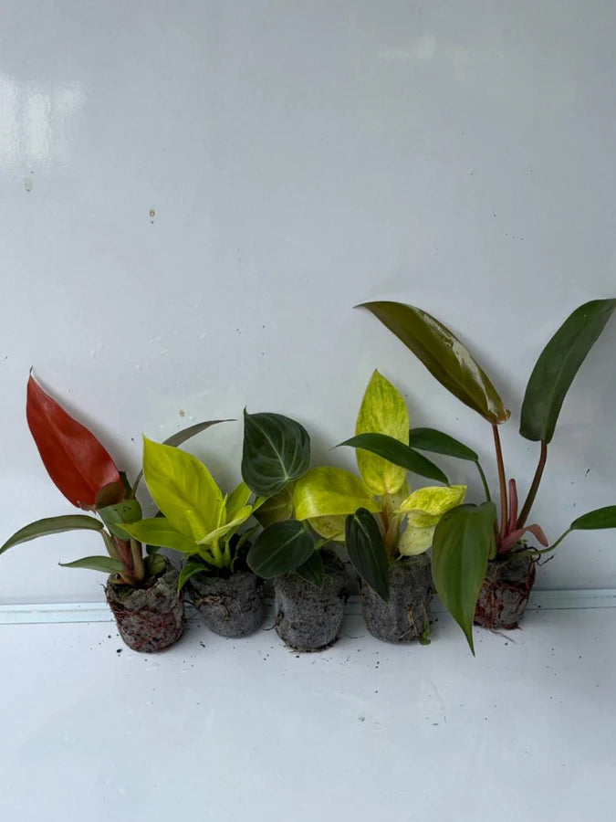 guiness record for philodendron Philodendron Super Combo 789 -Melanochrysum, Florida bronze, Sunred, R –  vridhigarden