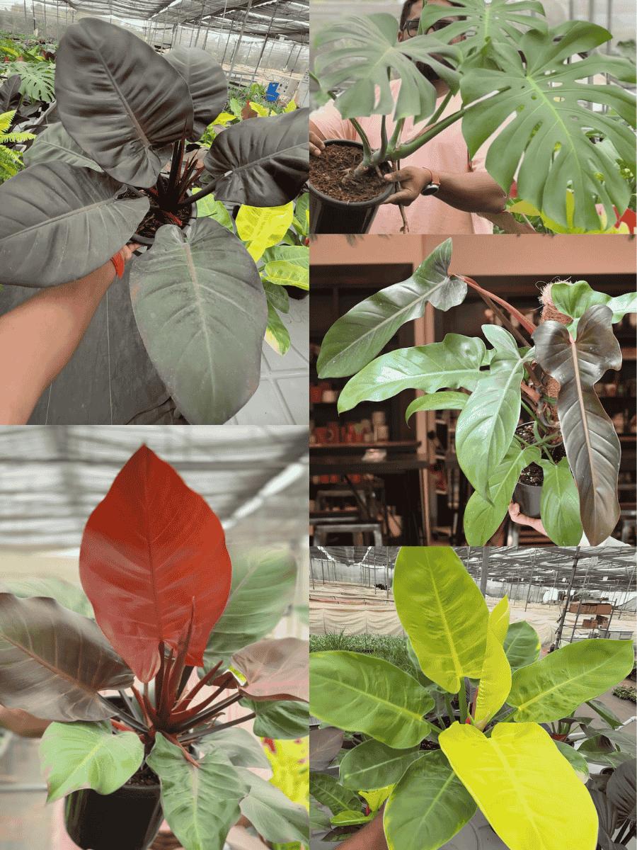 moonshine plant philodendron Philodendron Combo 777 (Monstera deliciosa, Florida bronze , Moonshine – vridhigarden